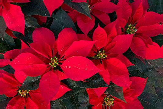 Flores navideñas además de la Nochebuena