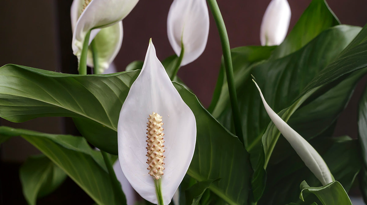 Plantas con flores