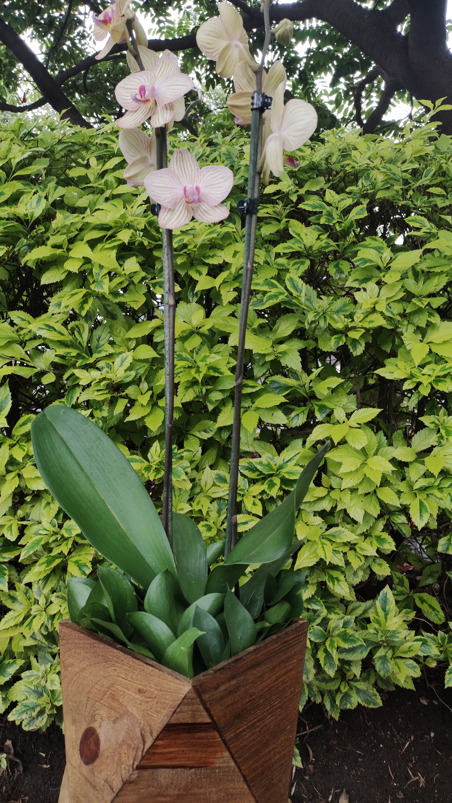 Orquideas en maceta