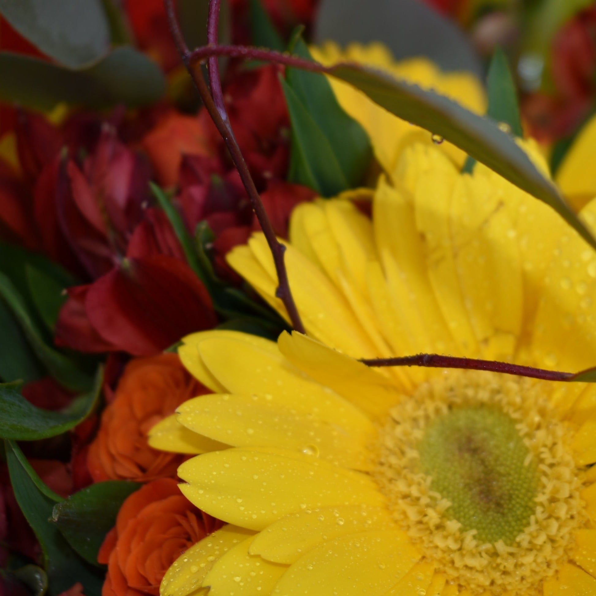 Gerberas amarillas