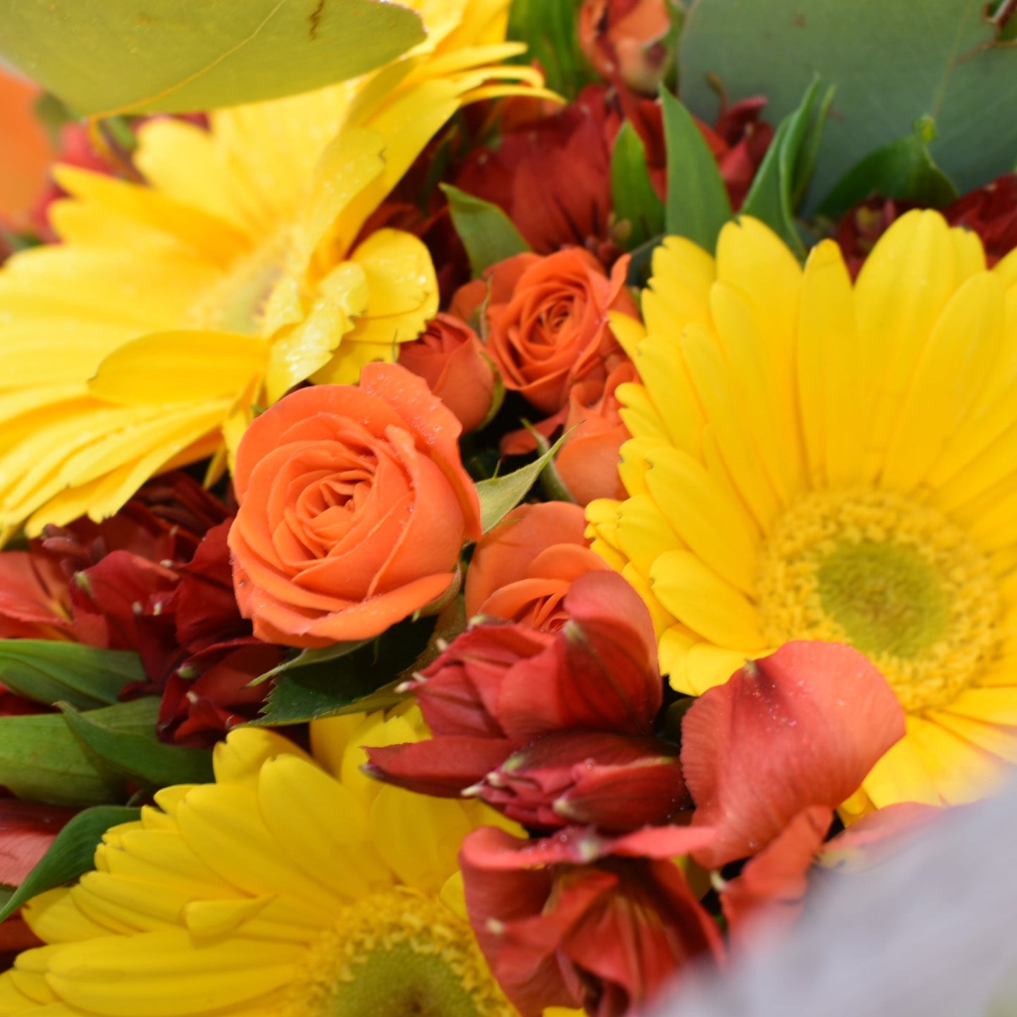 Gerberas amarillas