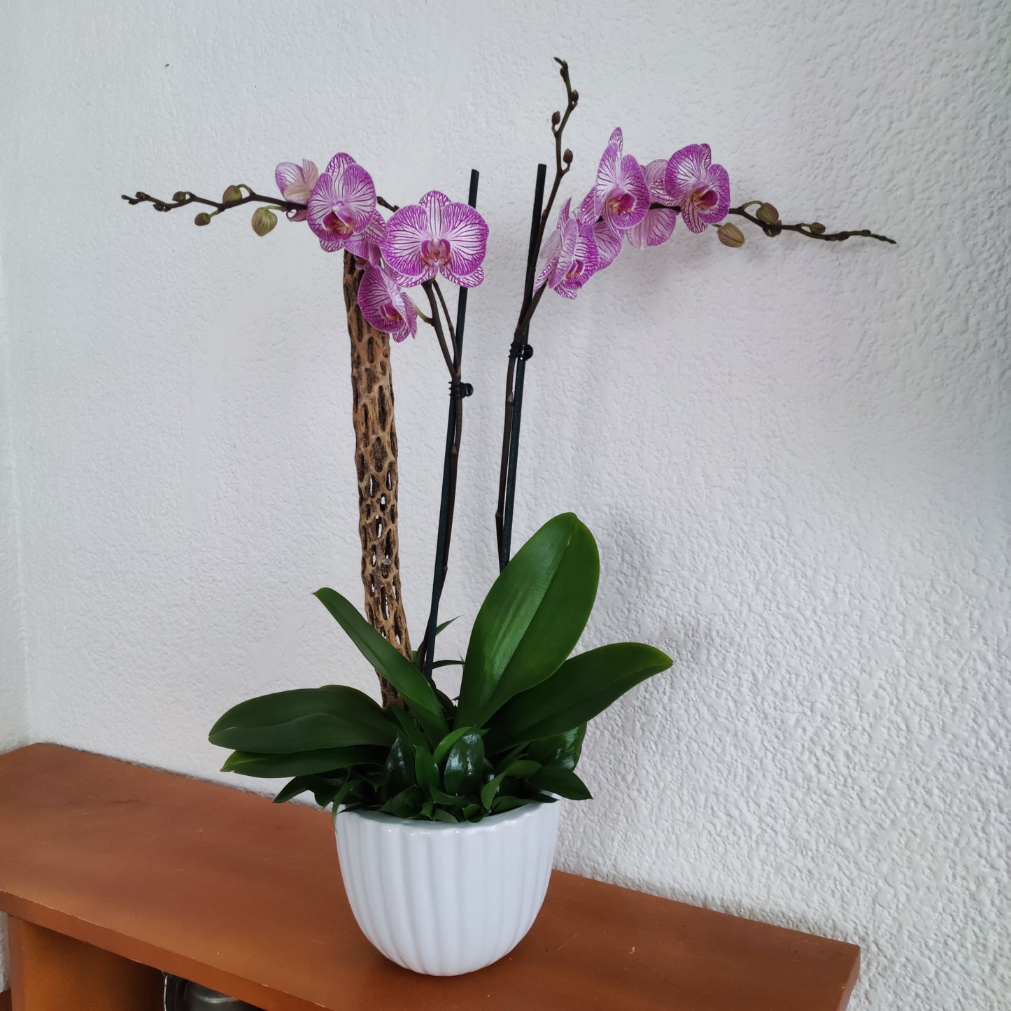 Orquídeas en maceta de porcelana