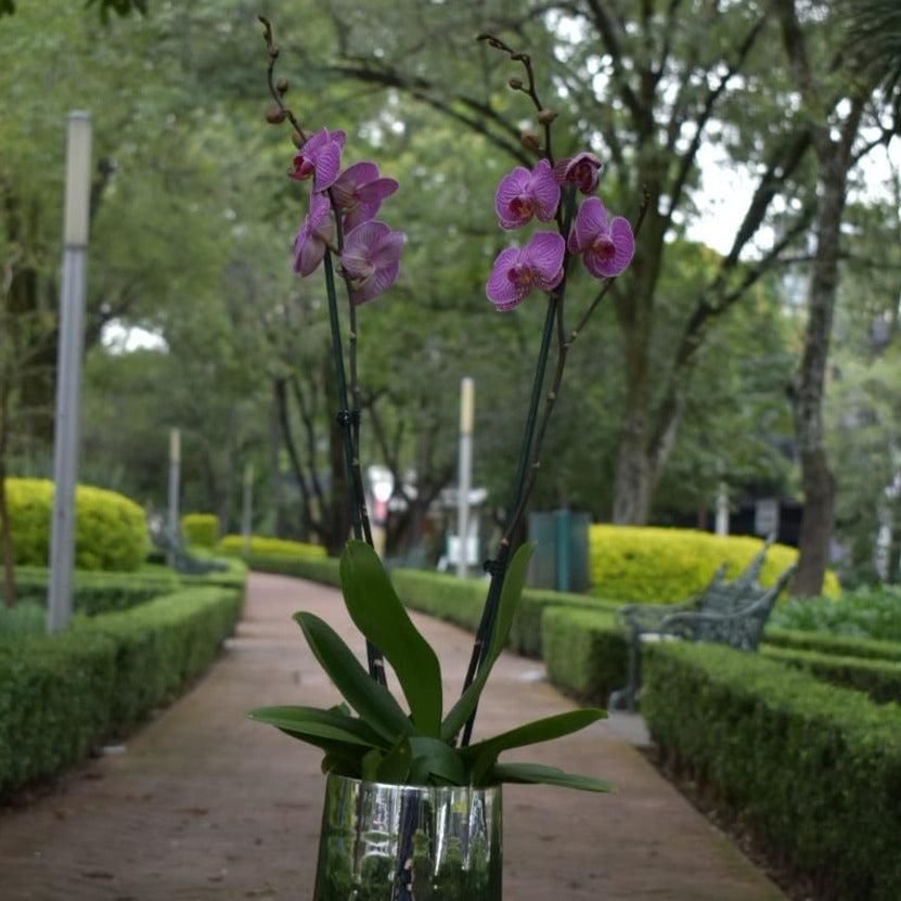 orquideas moradas