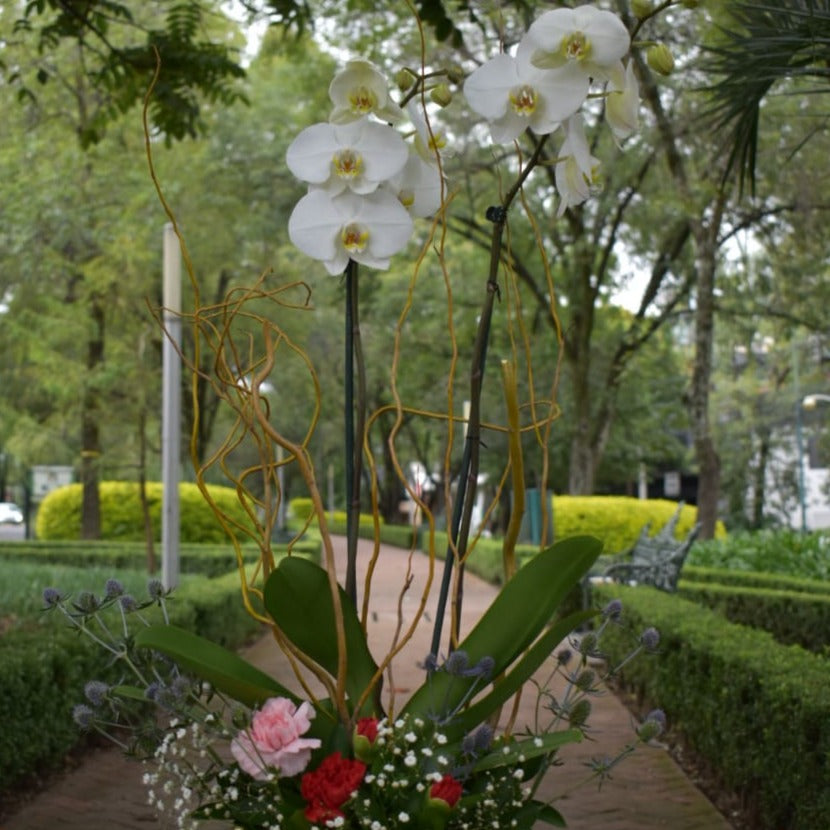 Orquideas blancas