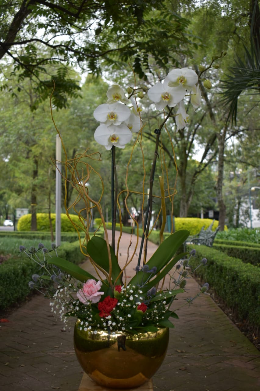 Orquideas blancas